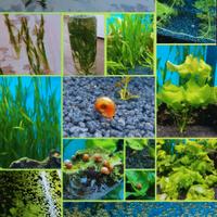 Piante per acquario a crescita rapida