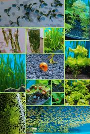 Piante per acquario a crescita rapida