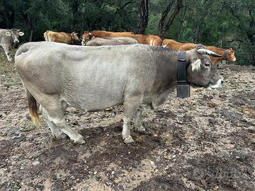 Vacche Bruno sarde bio