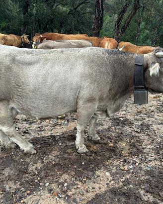 Vacche Bruno sarde bio