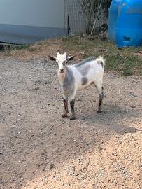 Capretta tibetana