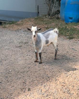 Capretta tibetana