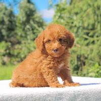 Cucciola di Barboncino