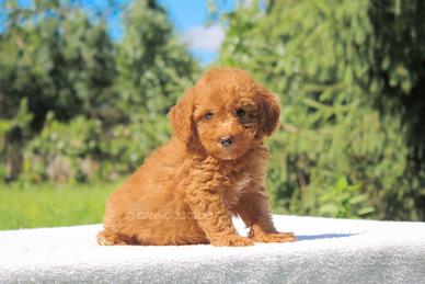 Cucciola di Barboncino