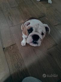 Cuccioli bulldog inglese
