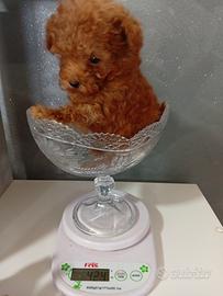Cucciolo di barboncino genitori Toy e mini