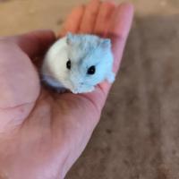 Criceti russi cuccioli