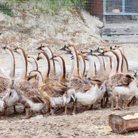 Oche cignoidi 7 mesi