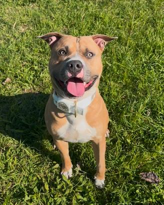 Maschio x monta, American pit bull terrier ukc