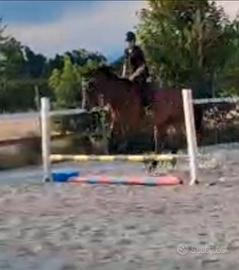 Cavallo