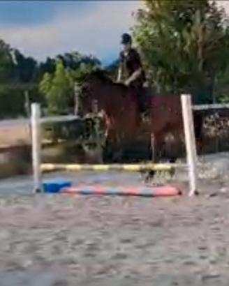 Cavallo