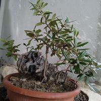 Pre bonsai ulivo