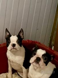 Boston Terrier
