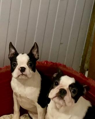 Boston Terrier
