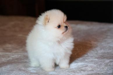 Cuccioli di Spitz della Pomerania