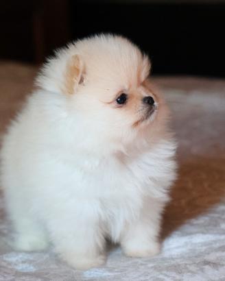Cuccioli di Spitz della Pomerania