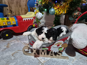 Cuccioli di barboncino Toy particolor