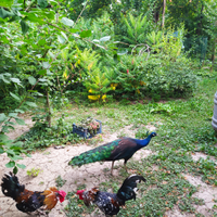 Pavoni negripennis coppia