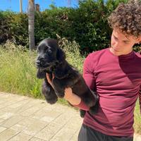 Cuccioli di Cocker