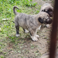 Kangal xxl