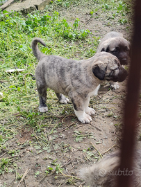 Kangal xxl