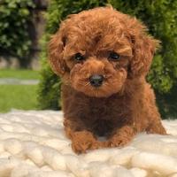 Cucciolo barboncino toy red