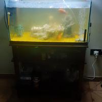 Acquario di 100 LT completo di mobiletto a due rip