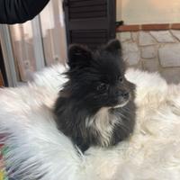 Spitz tedesco nano femmina