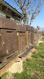 Nuclei api regine 2025