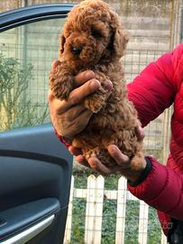 Cuccioli baroncini toy maschietti femminucce