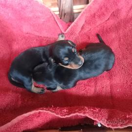 Cucciola bassotto nano nero focato