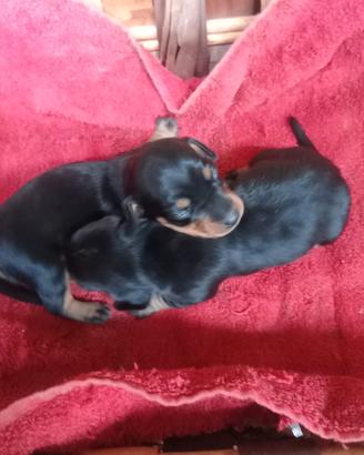 Cucciola bassotto nano nero focato