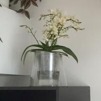 Vaso da fiori tondo per orchidea e irrigazione