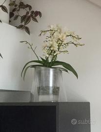 Vaso da fiori tondo per orchidea e irrigazione