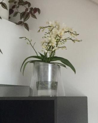 Vaso da fiori tondo per orchidea e irrigazione