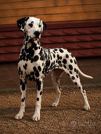 Dalmata femmina