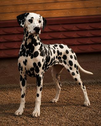 Dalmata femmina