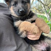 Cucciolo pastore tedesco