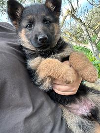Cucciolo pastore tedesco