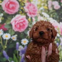 Cuccioli di barboncino Toy Red