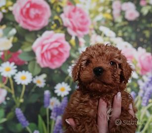 Cuccioli di barboncino Toy Red