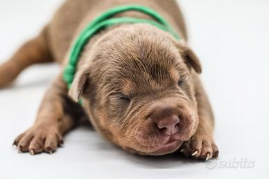American pitbull terrier