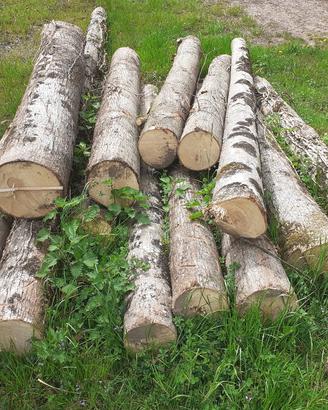 tronchi di Tiglio