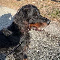 Gordon Setter Leo