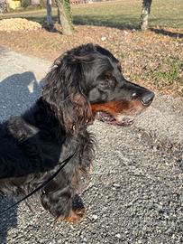 Gordon Setter Leo
