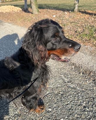 Gordon Setter Leo