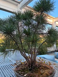 Bonsai di Pino