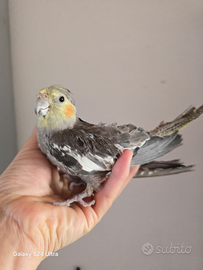 Calopsite allevato a mano