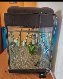 acquario 