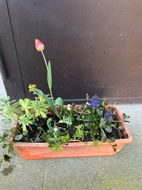 Vaschetta 6 piante perenni